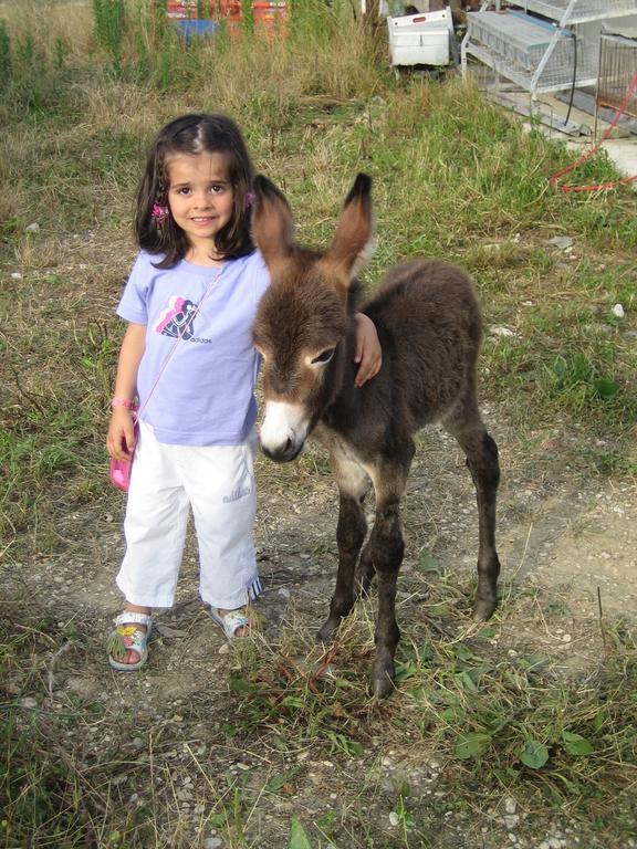 Morrovalle Agriturismo Il Casale מראה חיצוני תמונה